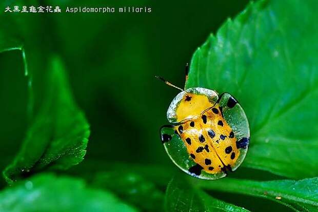 Самые необычные насекомые планеты Жук-черепаха (Aspidomorpha miliaris), фото картинка насекомые