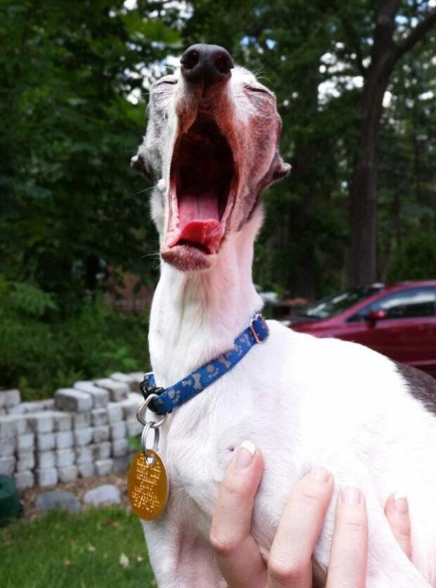 Zappa dog, двойник Сида из Ледникового периода, собака Заппа, собака с высунутым языком