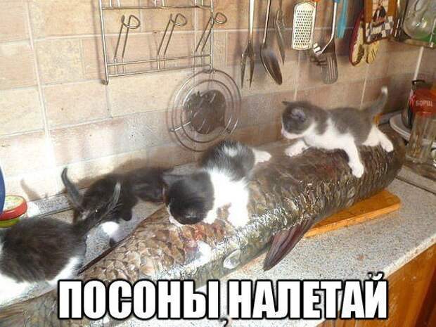 Фразы в картинках. Классные приколы!