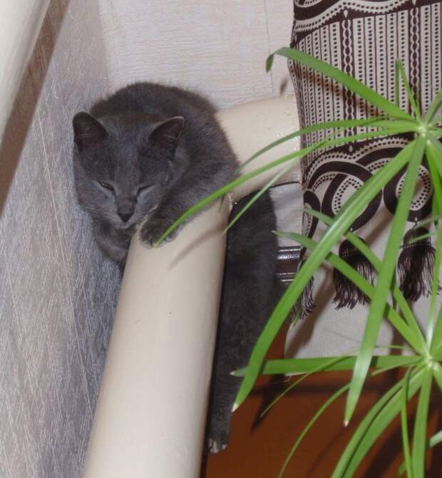 Кошки на батарее (13)