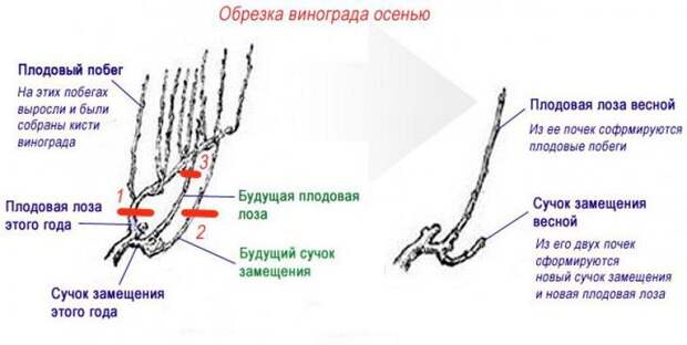 схема обрезки