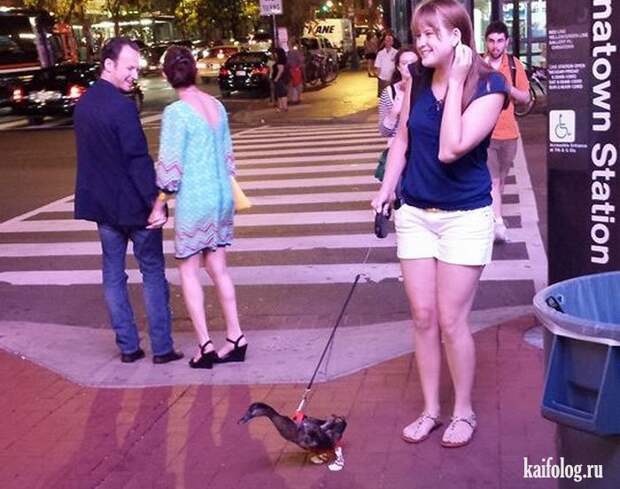 Необычные домашние животные (55 фото) Необычные домашние животные (55 фото)