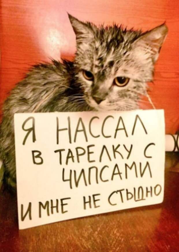 Пользователи рассказали, в чем провинились их коты