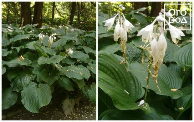 Хоста высокая hosta elata