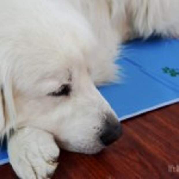 Green Pet Shop - Cool Pet Pad