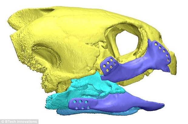 3.	Для создания 3D-печатного протеза учёные использовали сканы оставшейся части челюсти AKUT3 и скелета логгерхедов.