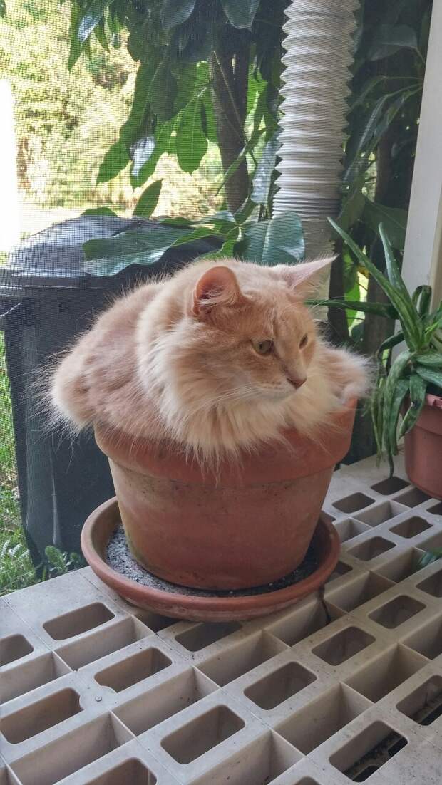 кошка в цветочном горшке