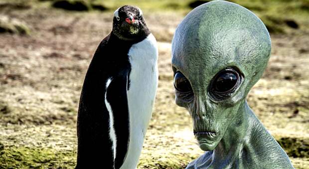 New Discovery Leads Scientists To Believe Penguins Could Actually Be Aliens