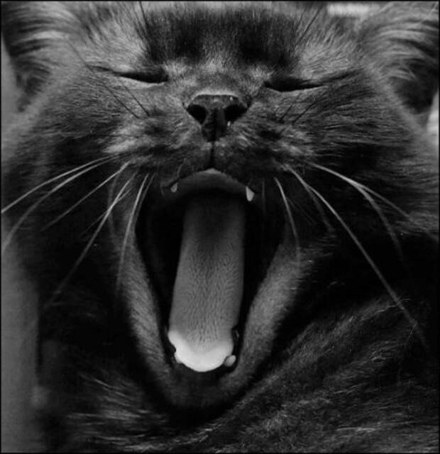 4427311_cat_004 (450x465, 41Kb)