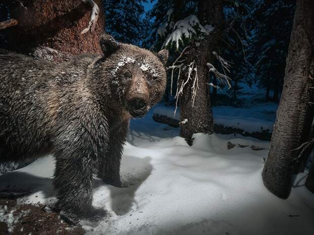 Автоматическая камера-ловушка запечатлела медведя в Йеллоустонском национальном парке