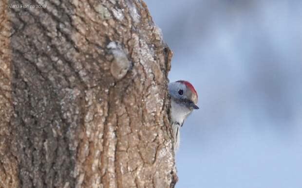 Целых шесть видов: орнитологи обнаружили разнообразие дятлов в рязанском лесопарке