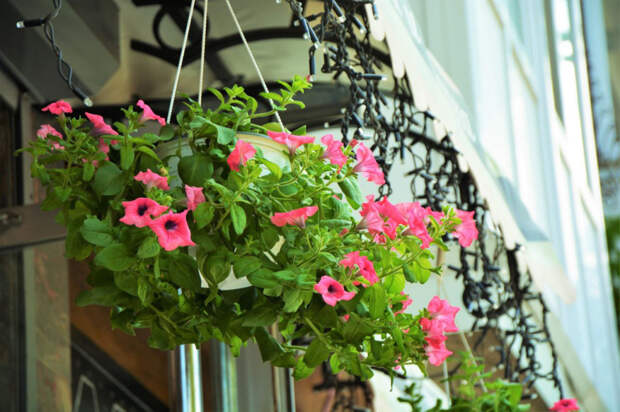 Январский посев: как вырастить цветы раньше времени