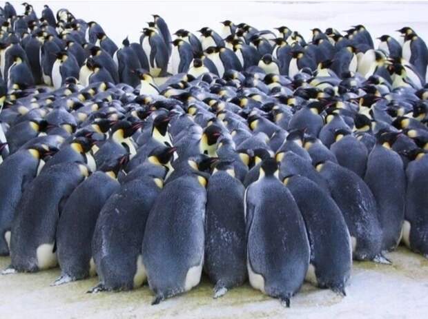 Урок любви среди вечной мерзлоты