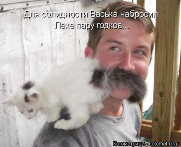 Котоматрицы (картинки с надписями)