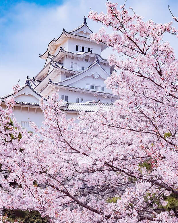 Весенняя рапсодия божественной красоты: цветение сакуры и немофилы в Фукуоке