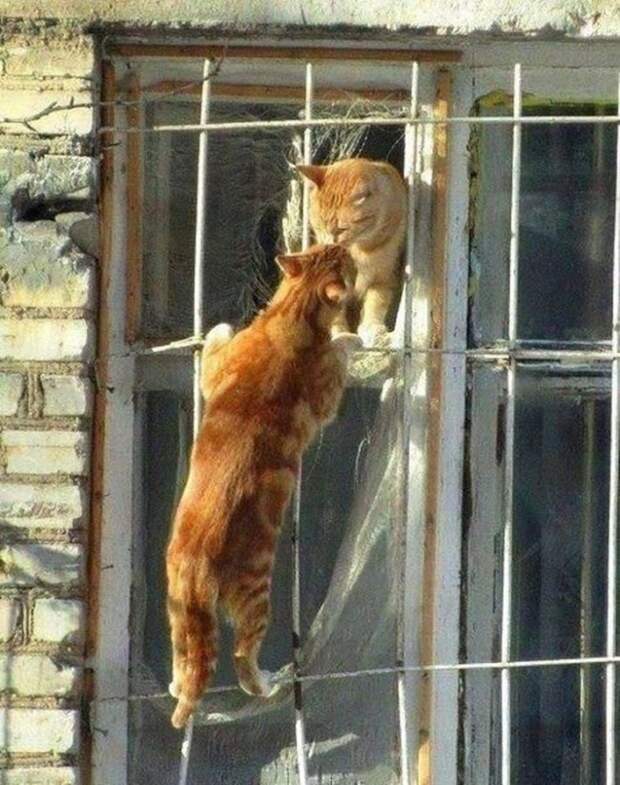 10 фото, на которые нельзя смотреть без улыбки