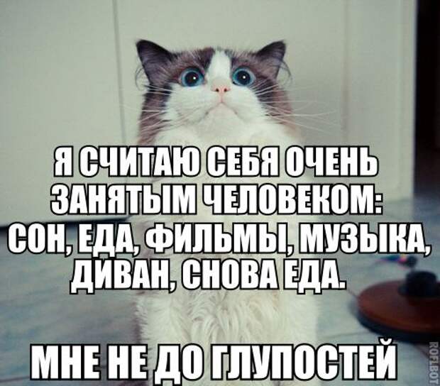 Смешные картинки с подписями катинки, прикол, юмор