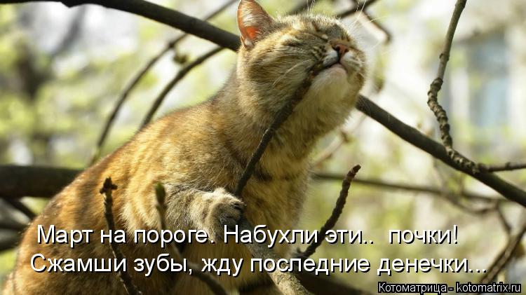 Котоматрица: Март на пороге. Набухли эти..  почки! Сжамши зубы, жду последние денечки...