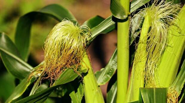 corn-3711186_960_720 alt