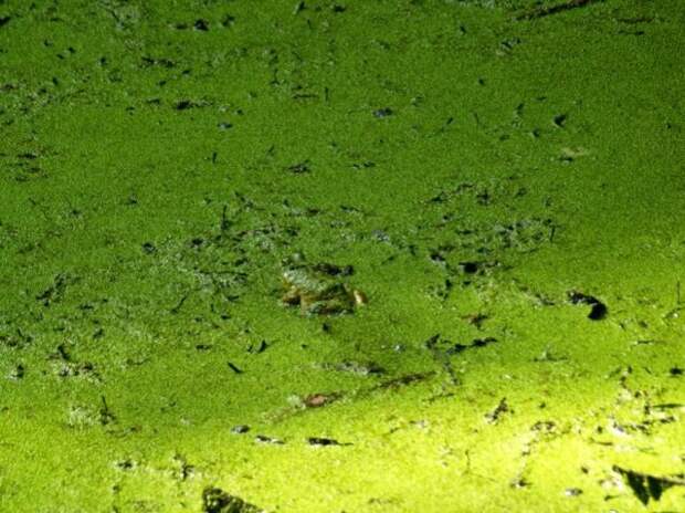 camouflaged_animals_18