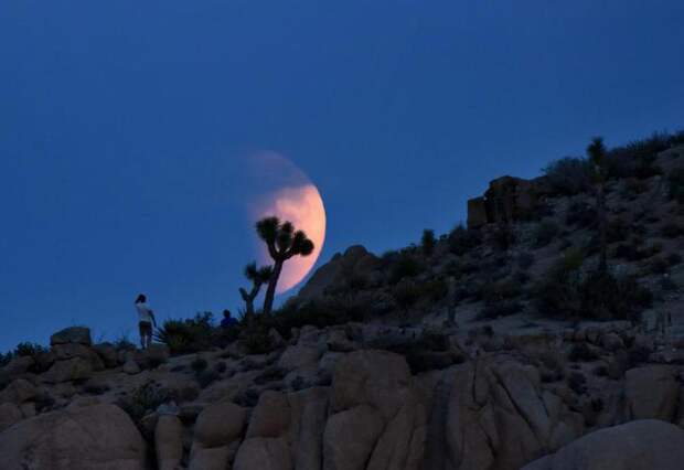 Кровавая Луна в Национальном парке Джошуа-Три, США