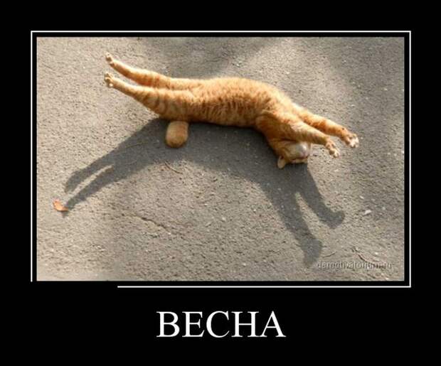Демотиваторы (30 фото) Демотиваторы (30 фото)