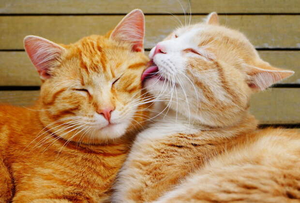 animal-couples-cats__880