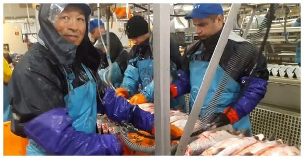 Как работают в рыбном цеху на Камчатке видео, икра, интересное, камчатка, работа, россия, рыба, цех