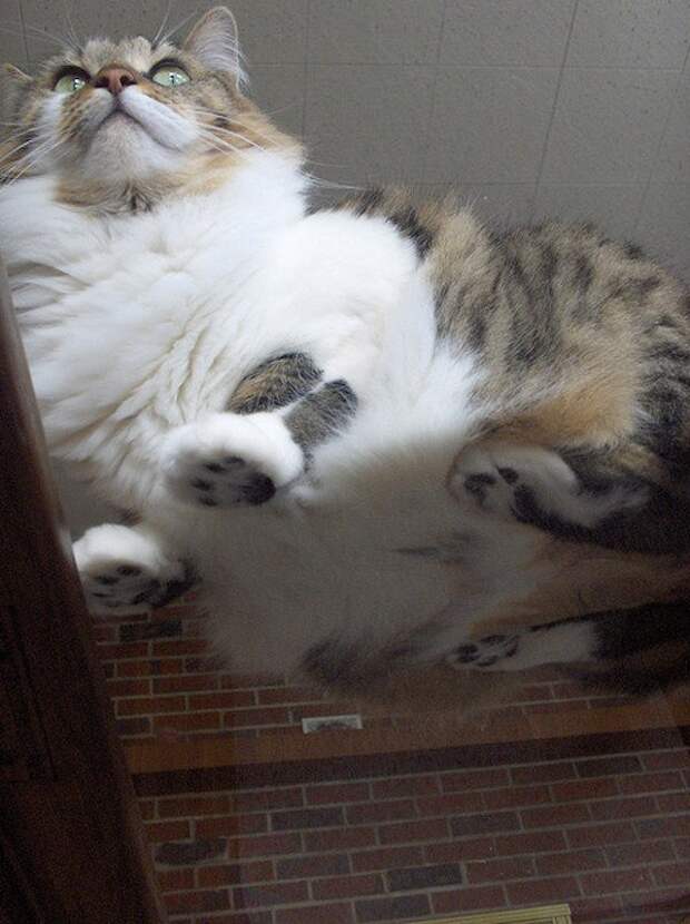 кошка сидит на стеклянном столике