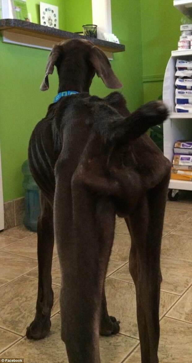 истощённая собака, собака Алекс, dog Alex