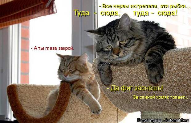 Котоматрица: - А ты глаза закрой. - Да фиг заснёшь!  За спиной хомяк топает... - Все нервы истрепали, эти рыбки... Туда  -  сюда,      туда -  сюда!