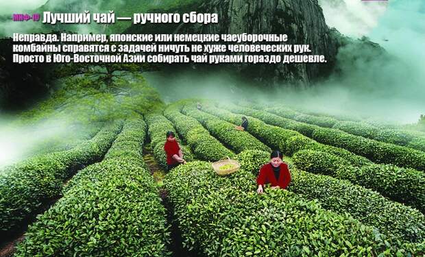 10 мифов о чае 10 мифов о чае миф, чай