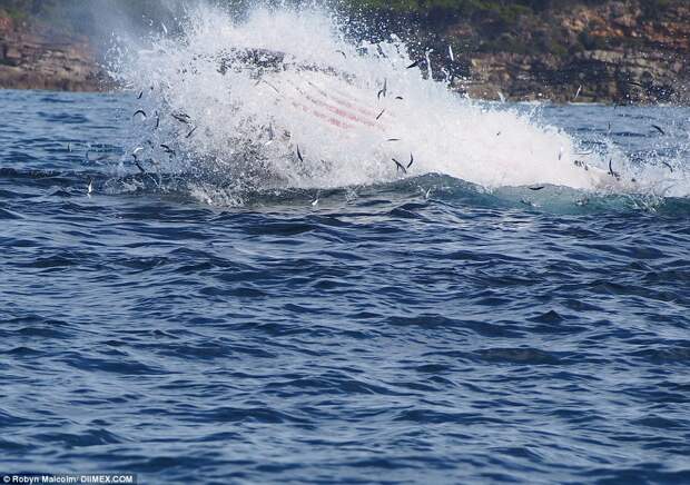 Такого вы еще не видели: тюлень катается на ките!