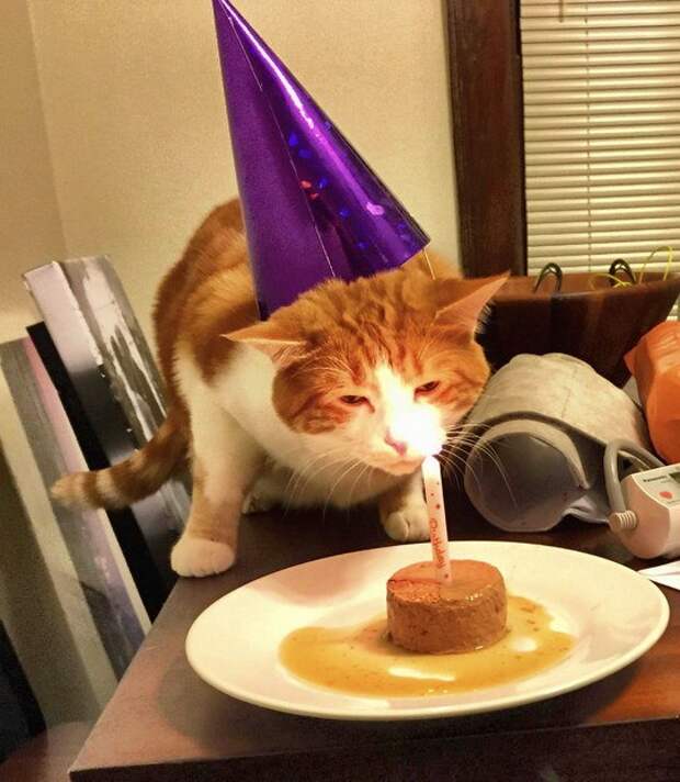 коты самые лучшие друзья (21)