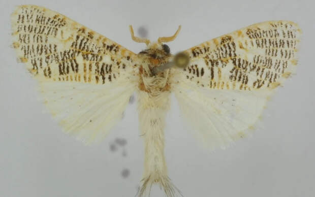 Русские ученые назвали вид бабочек из Танзании в честь профессора ТГУ Феликса Тарасенко