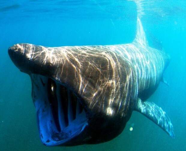 12. Гигантская акула (Basking shark) животные, факты