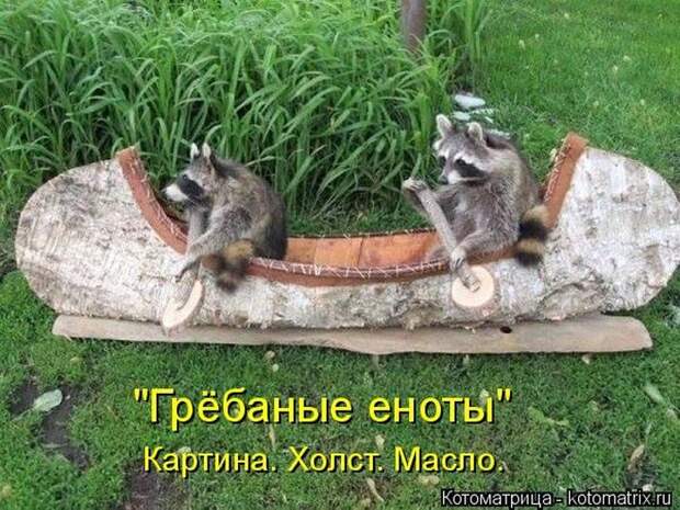 Лучшие котоматрицы недели