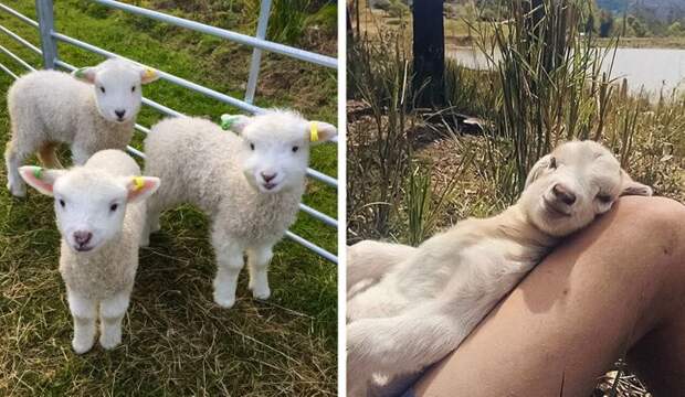 20 фото животных, уморительнее которых вы сегодня уже ничего не увидите
