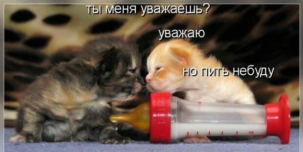 Кото матрица 7