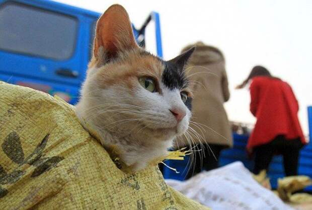 грузовик полный кошек, 500 кошек, спасли кошек от поедания, кошка вместо кролика