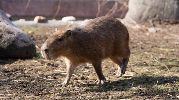 Мединского пригласили в зоопарк после неожиданного признания о капибарах