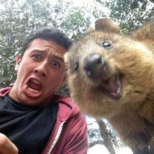 http://static.boredpanda.com/blog/wp-content/uploads/2015/03/quokka-selfie-trend-cute-rodent-australia-fb.jpg