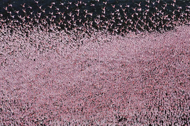Стая розовых фламинго. - Фото Martin Harvey.