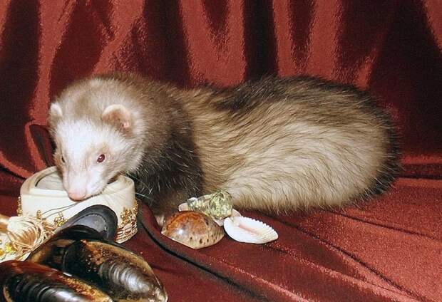 Ferret