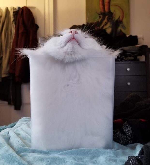 20+ котеек, которые пренебрегают всеми известными законами физики