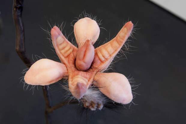 Пугающие работы Patricia Piccinini