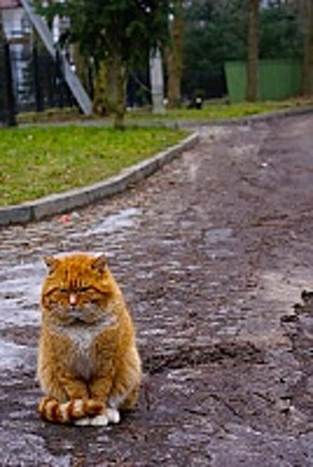 Кошки и Котята 182