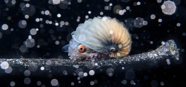 Лучшие фотографии из жизни океанов Ocean Photographer of the Year 2023