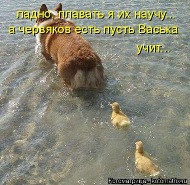 Прикольные коты в котоматрицах.