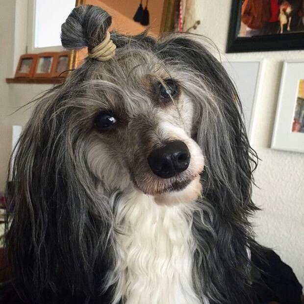 Собаки с гульками,  #DogBun